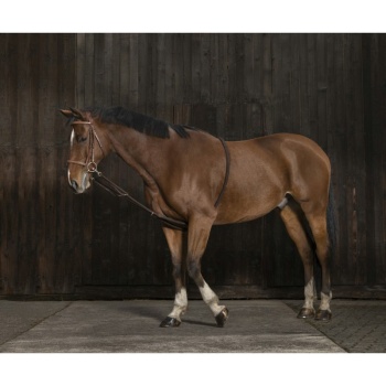 norton-gentle-stretching-training-aid.jpg