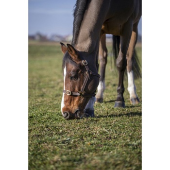 norton-club-cuir-leather-headcollar.jpg