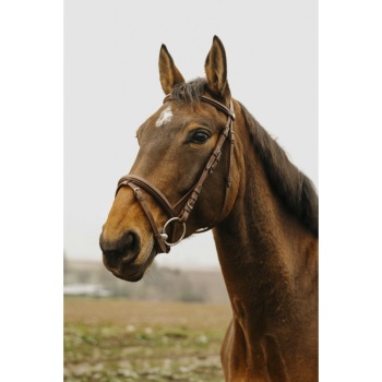 norton-club-square-bridle.jpg