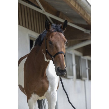 riding-world-club-headcollar-lead-rope (1).jpg