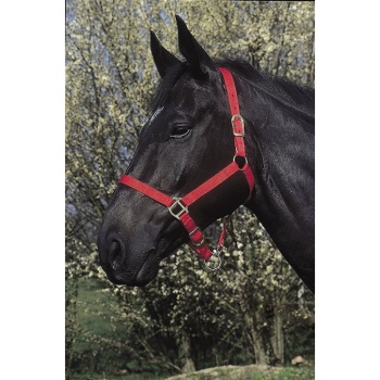 riding-world-headcollar (1).jpg
