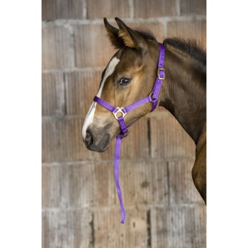 norton-foal-headcollar-lead-rope (1).jpg