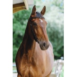 Norton Freedeom valjad