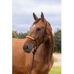 NORTON “FUN COLOUR” ETHOLOGICAL PÄITSED+NÖÖR