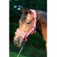 733_fuchsia_4.jpg