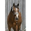 riding-world-headcollar-synthetic-sheepskin.jpg