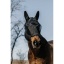 masque-anti-mouches-anti-uv-equitheme-anatomic.jpg