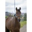 norton-pearl-ethological-headcollar (1).jpg