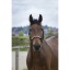 norton-pearl-ethological-headcollar.jpg