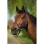riding-world-headcollar.jpg
