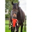 horse_toys_2_carrot_._1.jpg
