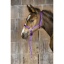 norton-foal-headcollar-lead-rope (1).jpg