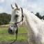 norton-fun-colour-ethological-headcollar-lead-rope (1).jpg