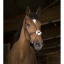 norton-pro-crossed-noseband-bridle (2).jpg