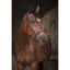 norton-pro-vague-bridle.jpg