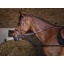 riding-world-rubber-side-reins.jpg